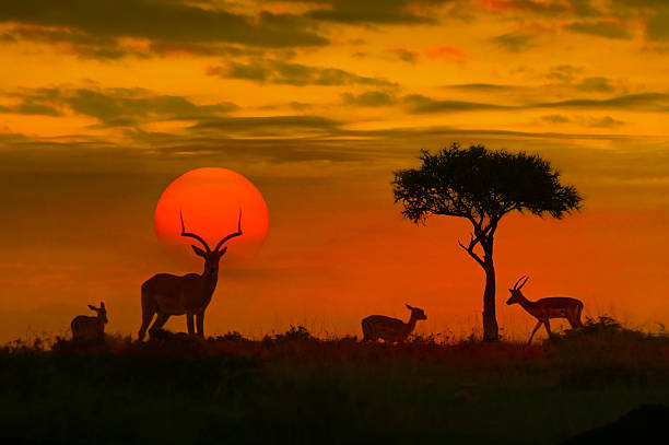 Safari Experience